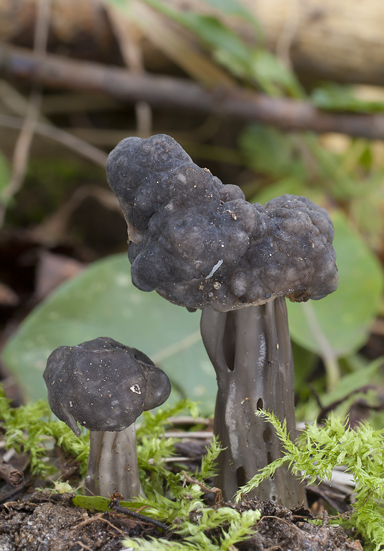 Helvella lacunosa